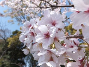 箕曲神社の桜（伊勢市小木町）