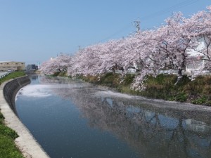 桧尻川の桜（伊勢市）