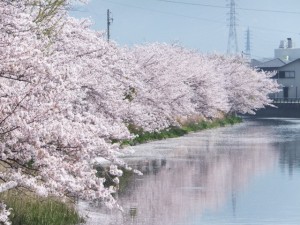 桧尻川の桜（伊勢市）