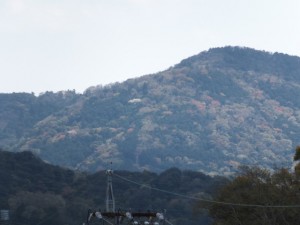 伊勢志摩スカイライン周辺の山桜？