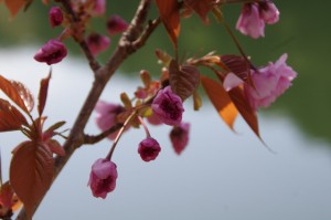 ヒジヤ池付近の桜（弘法石～アスピア玉城）