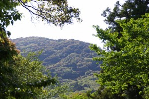 子安神社、大山祗神社付近から望む鼓ヶ岳