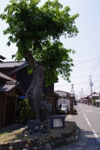 エノキの大木（7047）