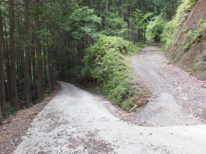 ツヅラト峠石道登り口から続く林道の折り返し