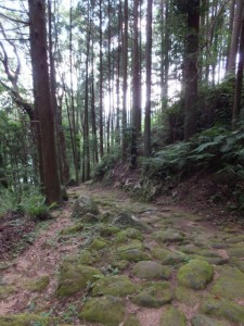 松本峠から木本登り口へ