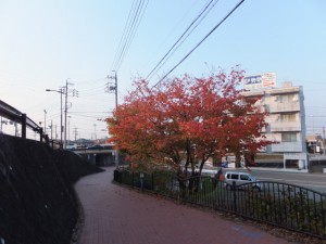 紅葉が始まった御幸道路